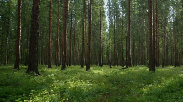 Россия - лидер по восстановлению  леса.