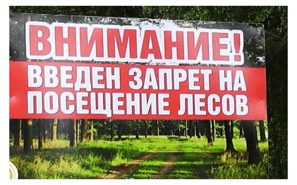 В Курской области ввели ограничения на посещение лесов.
